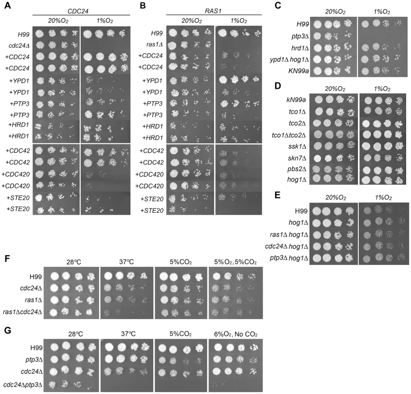 Spot assay for growth phenotype.