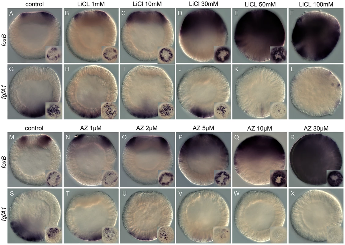 Dose-dependent effects of the Gsk3ß inhibitors, lithium chloride (LiCl), and 1-azakenpaullone (AZ) on embryonic gene expression.