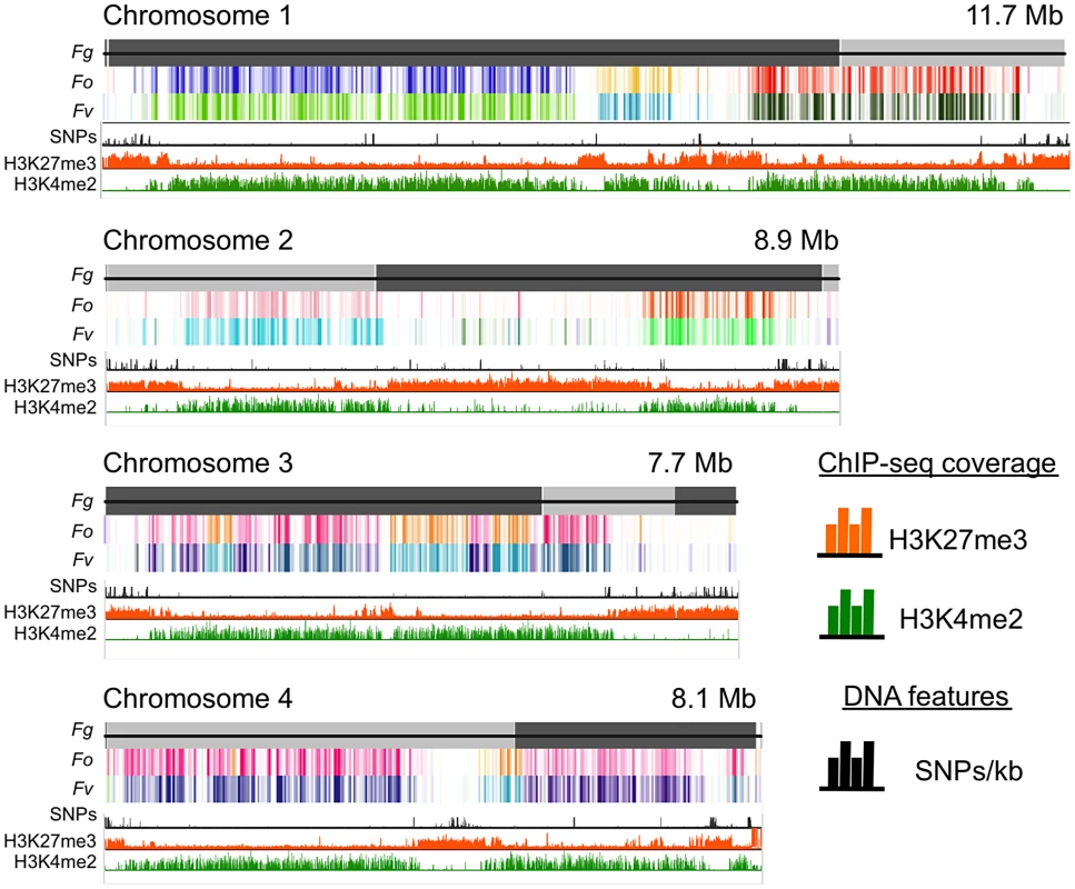 Histone marks distinguish syntenic and non-syntenic regions in Fusarium species.