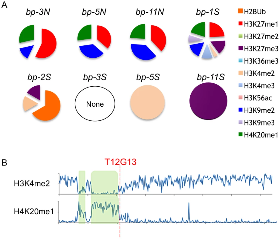 Chromatin modifications at the breakpoint junctions.