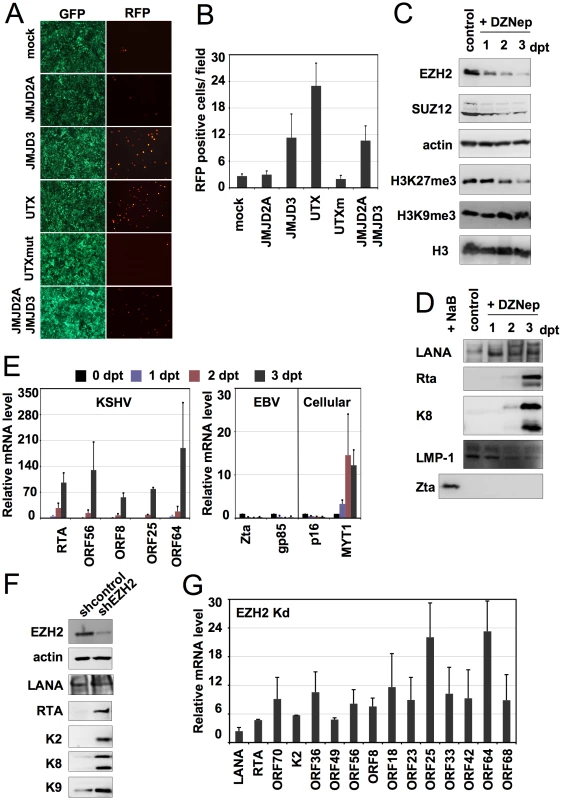 Polycomb group proteins are involved in the maintenance of latency of KSHV.