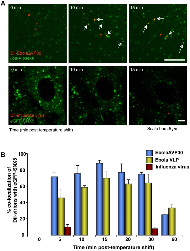 Internalized DiI-EBOV particles co-localize with the macropinosome marker sorting nexin (SNX) 5.