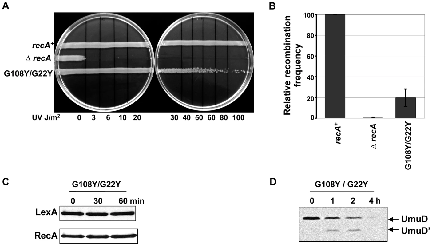 Combined role of G108 and G22 in initiating LexA cleavage.