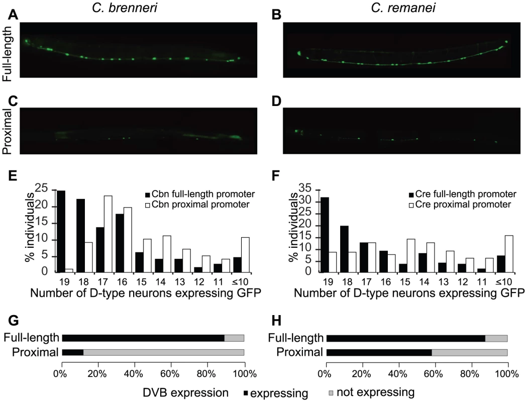 Promoters of <i>C. brenneri</i> and <i>C. remanei unc-47</i> require the distal sequences for consistent expression.
