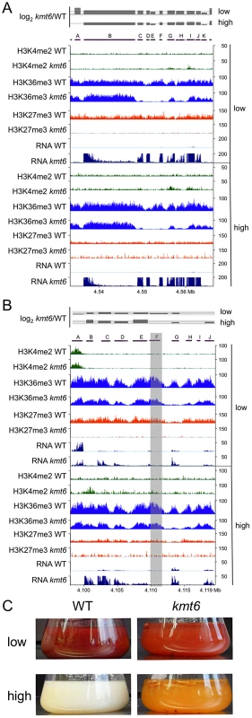 Specific gene clusters are upregulated in <i>kmt6</i>.