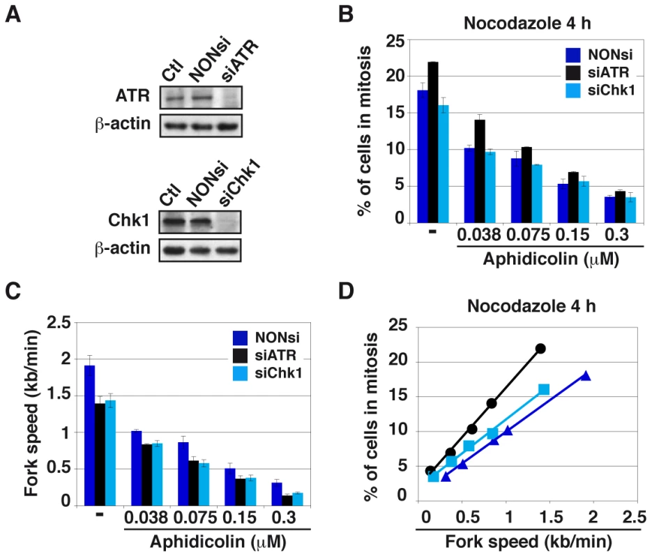 Moderate fork slowing decreases mitotic flow independently of ATR and Chk1.