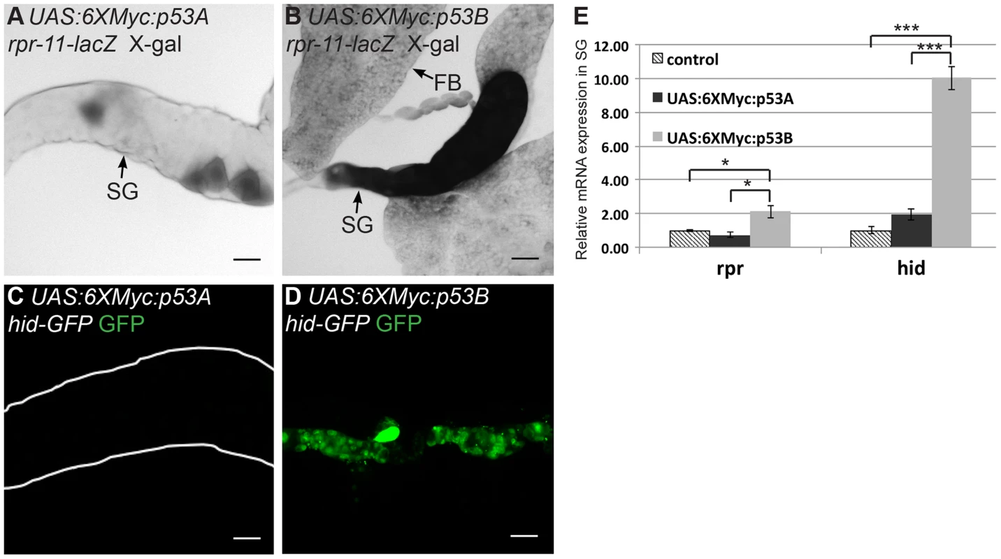 p53B over-expression is a potent inducer of H99 gene transcription.