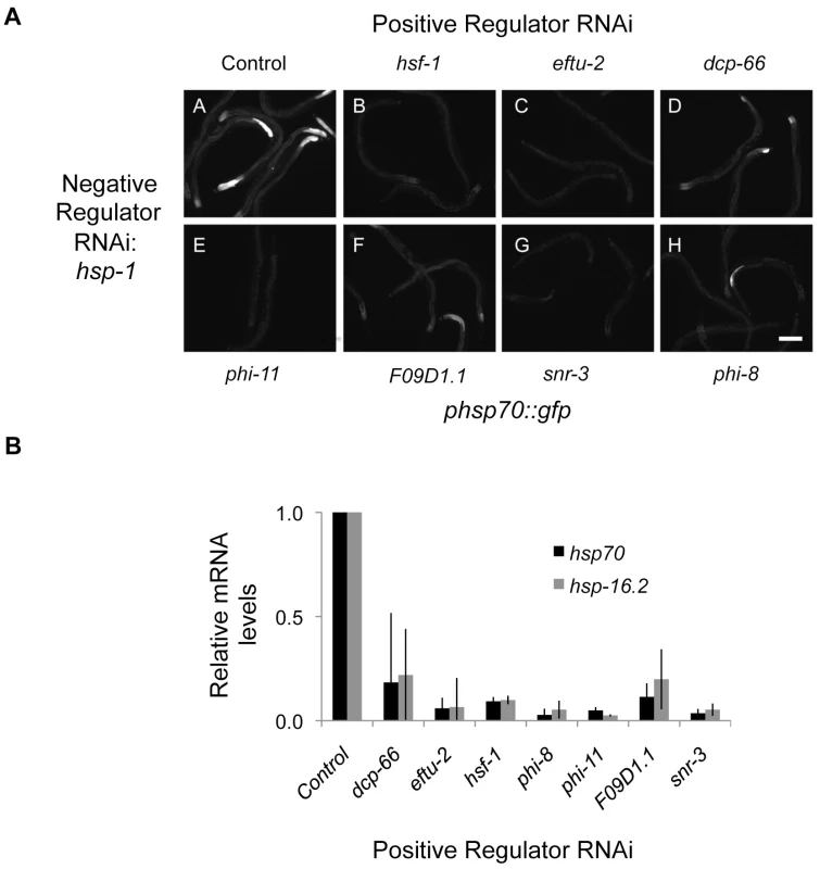 Epistasis analysis of HSR regulators.