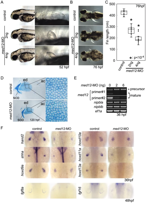Med12 depletion disrupts pectoral fin morphology and gene expression similar to Nipbl depletion.