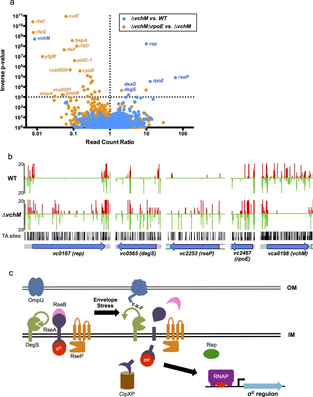 TIS-based identification of loci that interact genetically with <i>vchM</i> or <i>rpoE</i>.