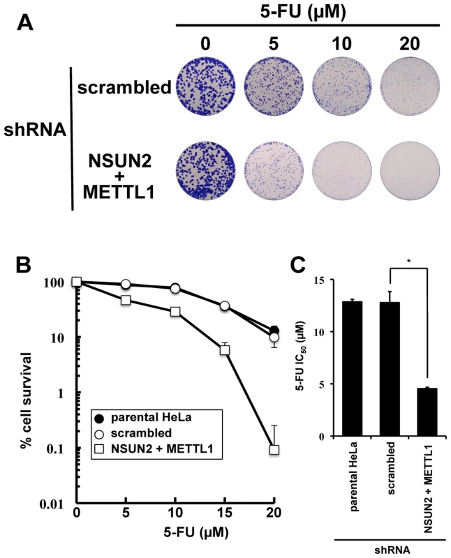 Colony formation assay showing synergistic effects of NSUN2 and METTL1 double knock down and 5-FU-treatment.