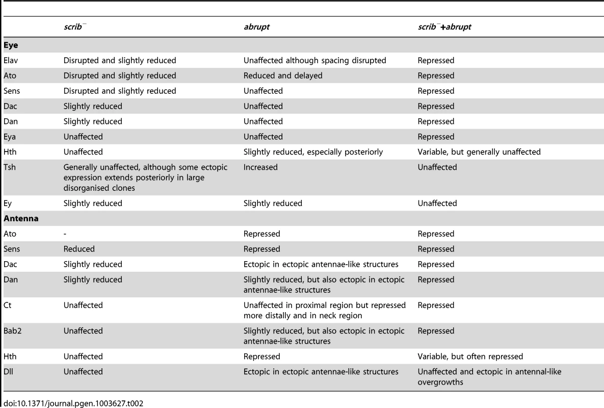 Expression of cell fate regulators in eye/antennal disc clones.