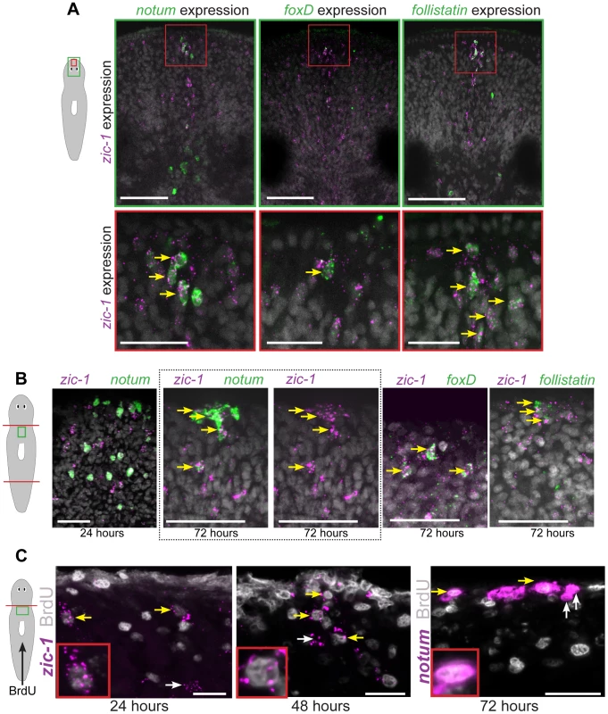 <i>zic-1</i> is co-expressed with <i>notum</i>, <i>foxD</i> and <i>follistatin</i> in neoblast descendent cells at the anterior pole.