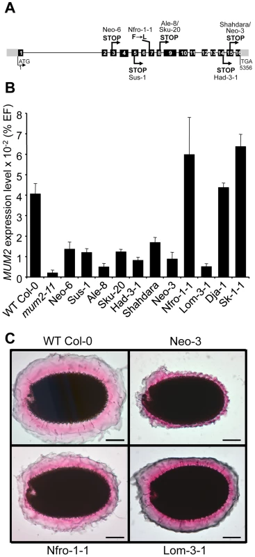 Characterization of natural <i>mum2</i> mutants.