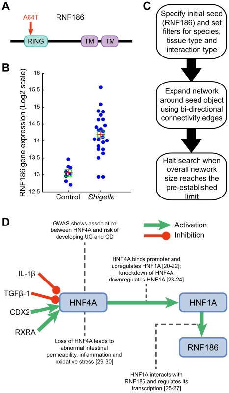 Functional characterization of RNF186.