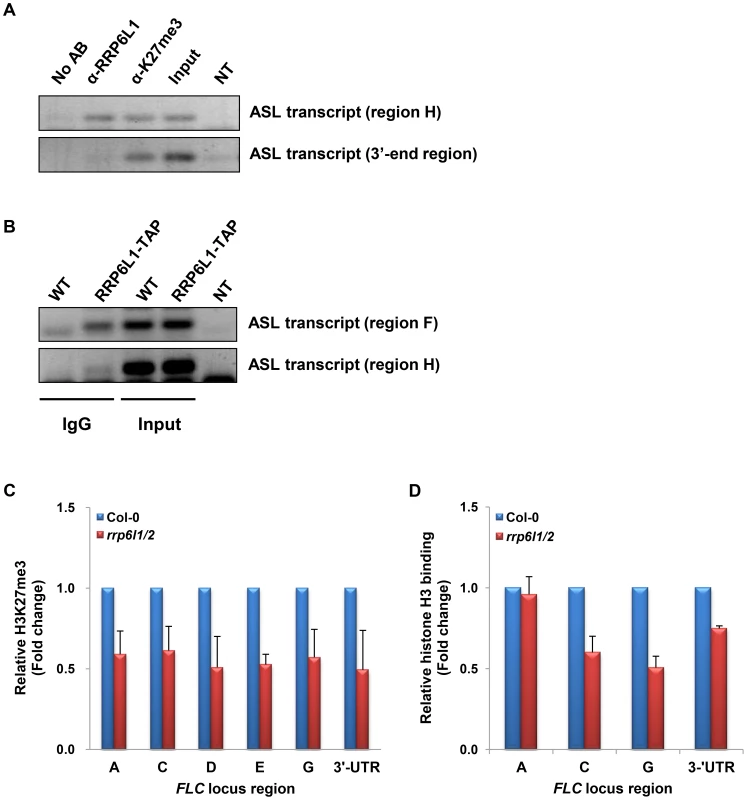 ASL transcript associates with AtRRP6L1 protein and H3K27 trimethylated regions and <i>rrp6l1/2</i> mutants have decreased H3K27me3 and nucleosome density.