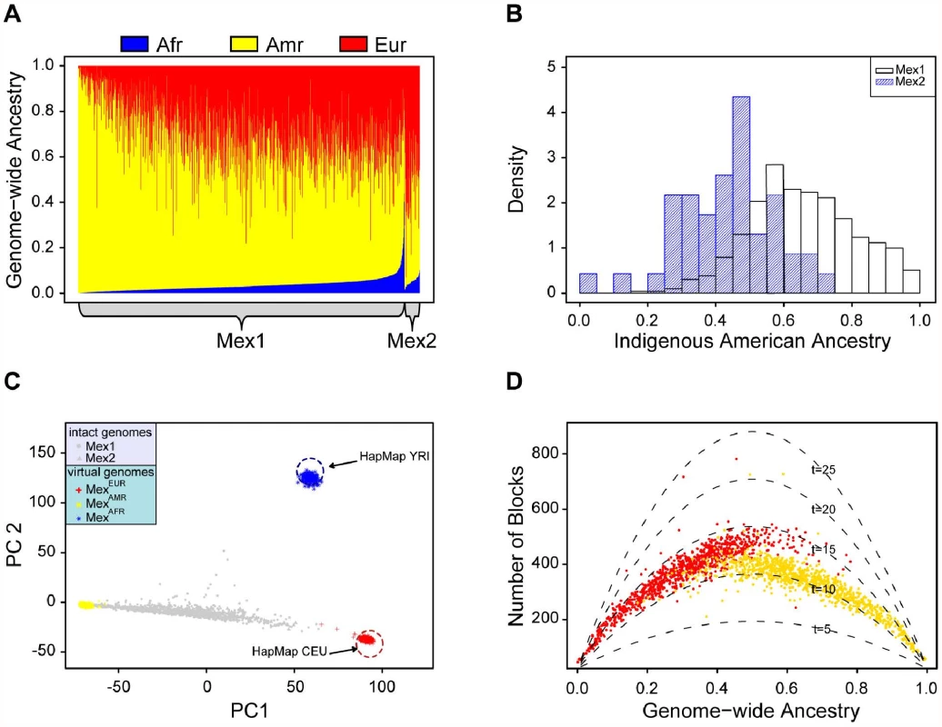 Continental-level ancestry proportions and admixing time.