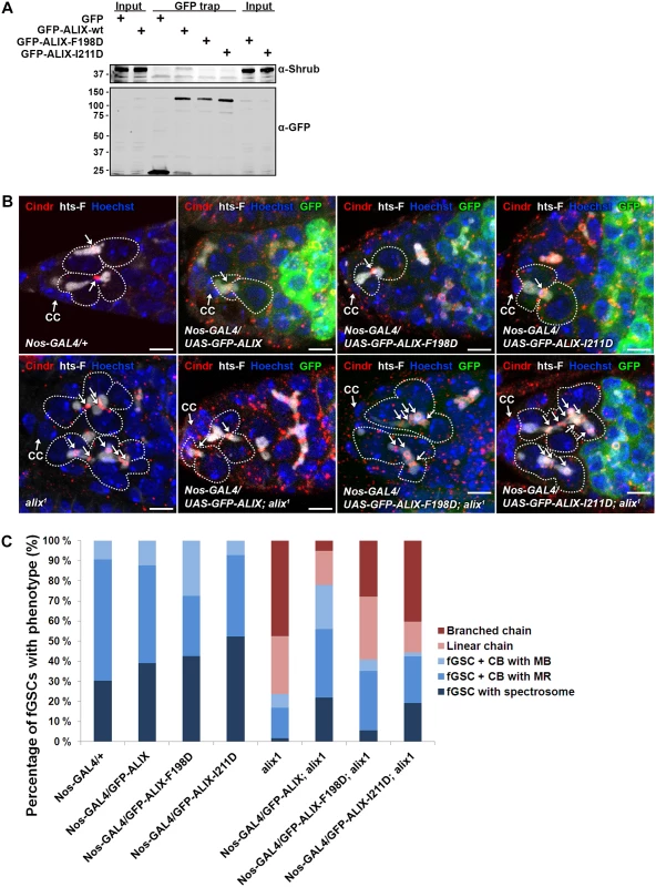 ALIX interacts with Shrub to promote abscission in <i>Drosophila</i> female germline stem cells.