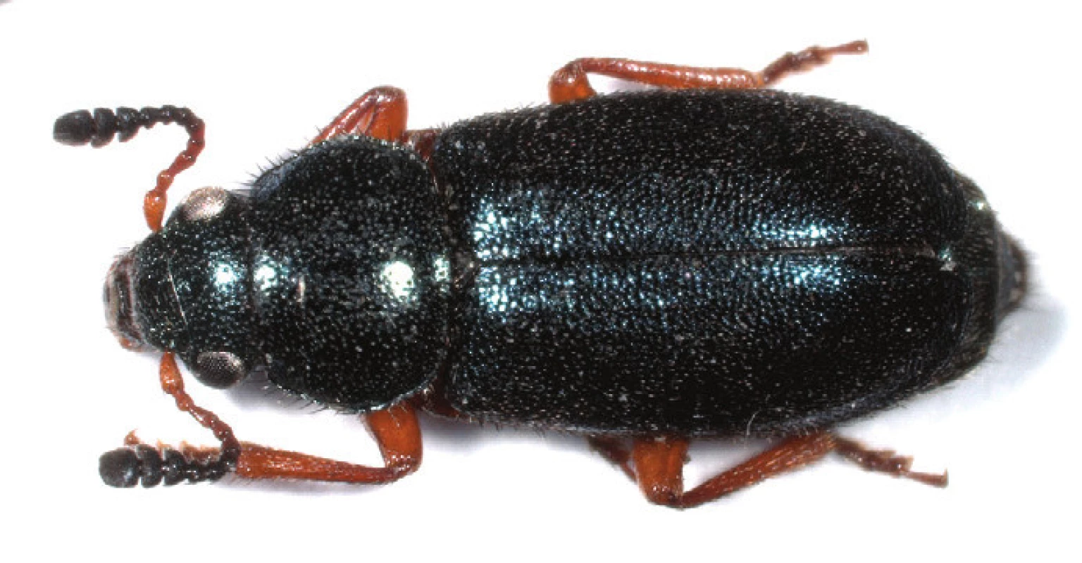 Pestrokrovečník <i>Necrobia rufipes</i> (DeGeer, 1775) (Foto KÚ Praha)