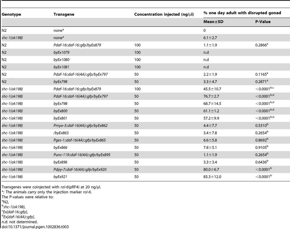 Gonad basement membrane phenotype of animals with transgenic <i>daf-16::gfp</i> or <i>daf-16(4A)::gfp</i>.