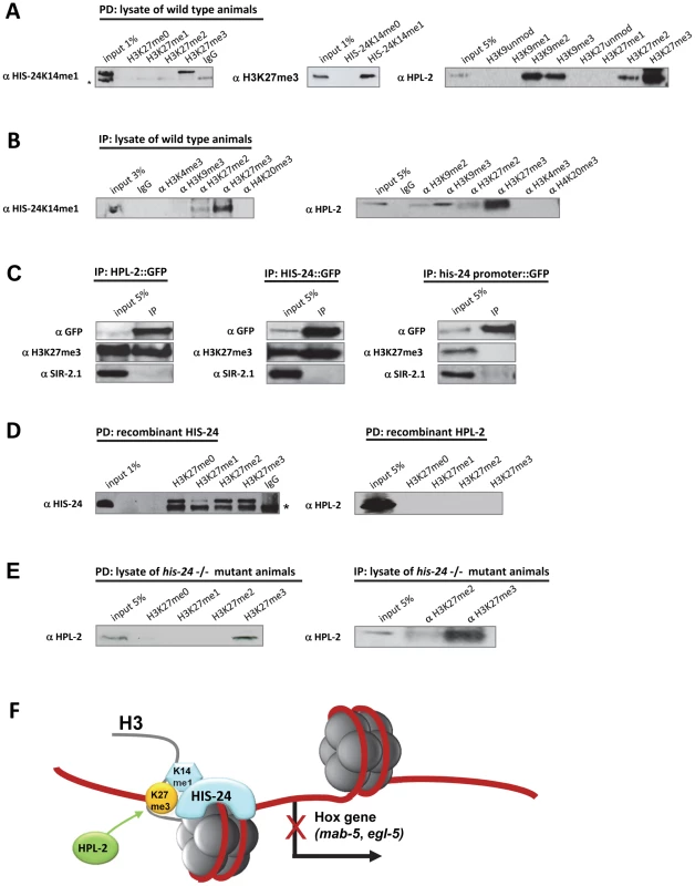 HIS-24K14me1 and HPL-2 bind to the H3K27me3 chromatin mark.