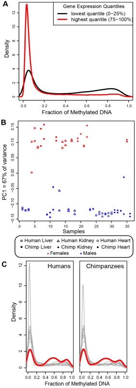 Genome-wide methylation patterns across all samples.