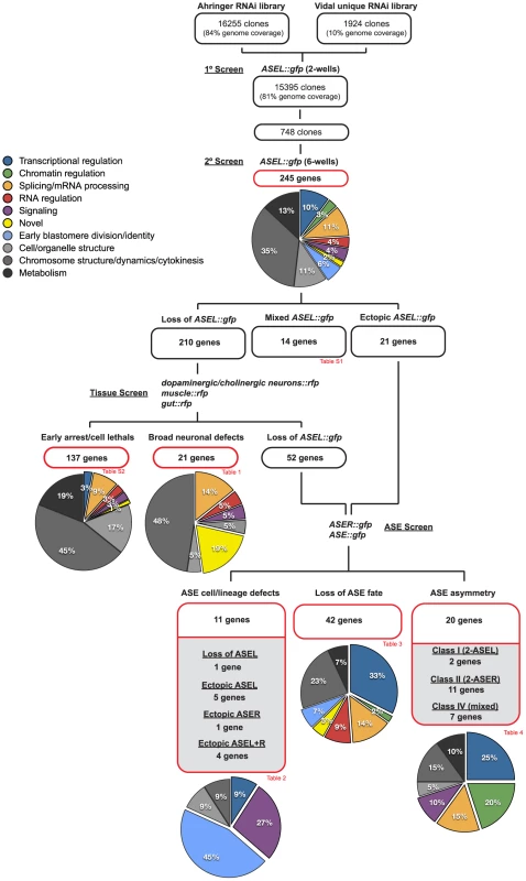 Overview of the screening strategy.