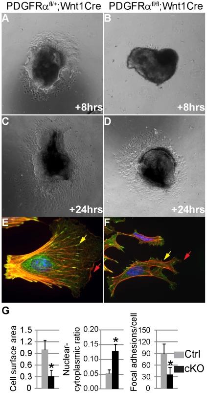 Altered NCC morphology in PDGFRα mutants.
