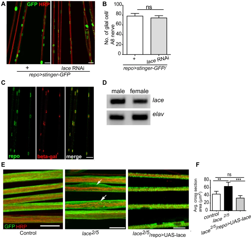 <i>lace</i> is expressed in glial cells.