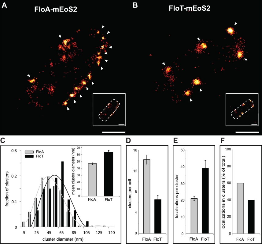 FloA and FloT distribute differently within the bacterial microdomains.