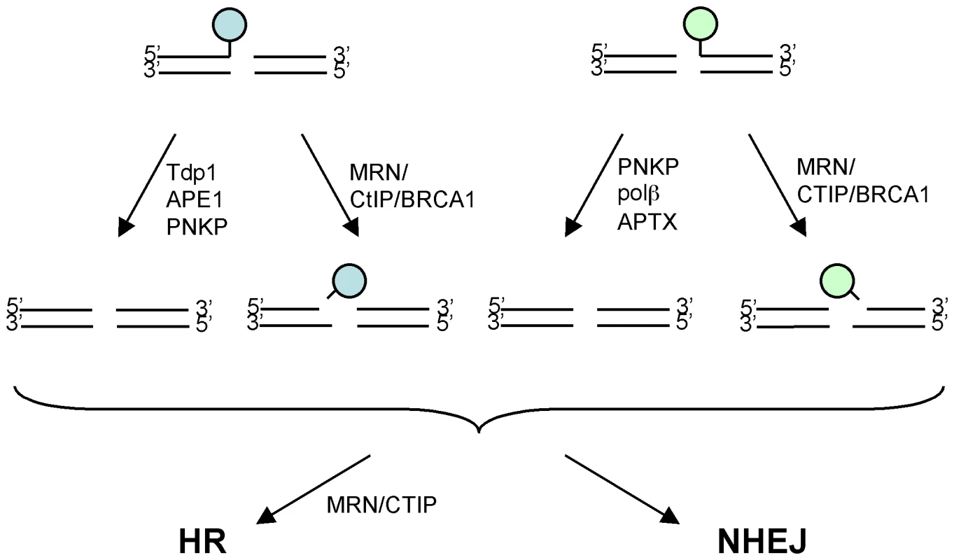 Model for processing the modified DNA ends.