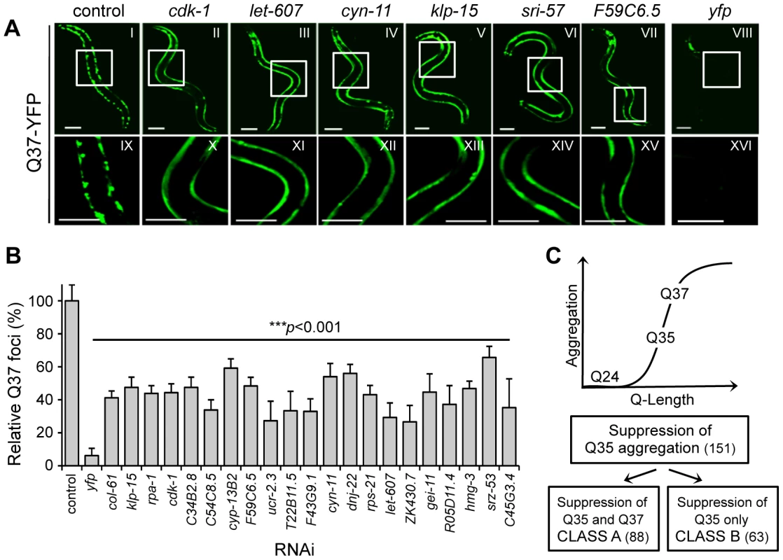 Common RNAi suppressors of Q35 and Q37 aggregation.