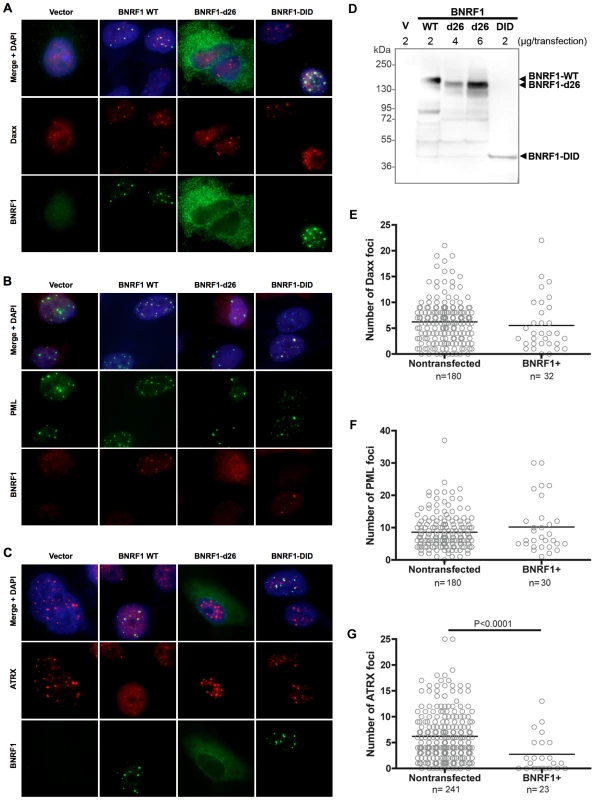 BNRF1 co-localizes with Daxx at PML-NBs and disperses ATRX from PML-NBs.