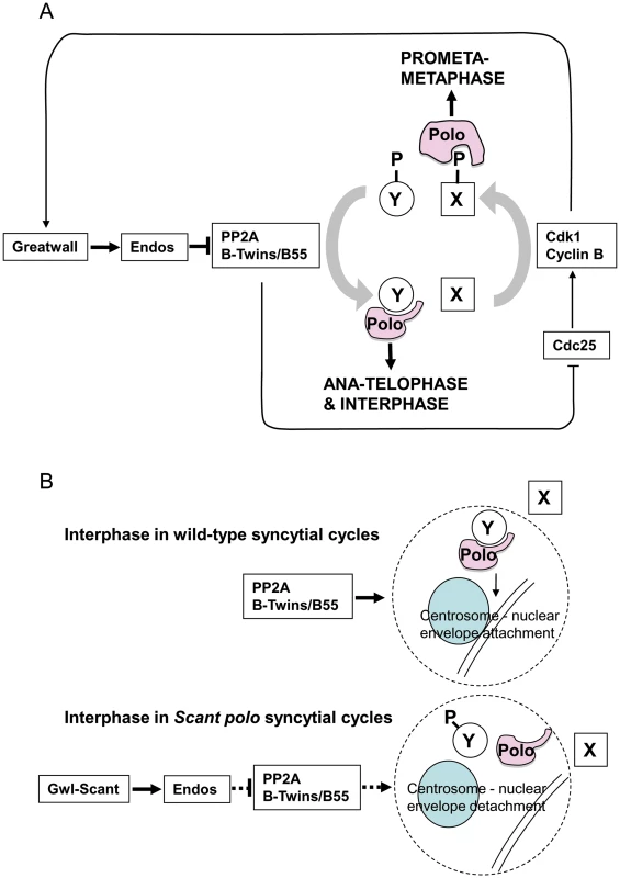 Model for PP2A function in mitotis and centrosome behaviour in concert with Greatwall and Polo.