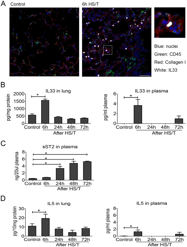 Change of interleukin (IL) 33 and type 2 cytokine IL5 in lung and plasma of mice after resuscitated hemorrhagic shock and tissue trauma (HS/T).