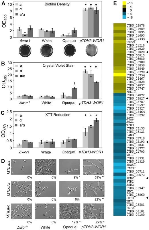 Biofilm formation is induced by <i>WOR1</i> overexpression in <i>C. tropicalis</i>.
