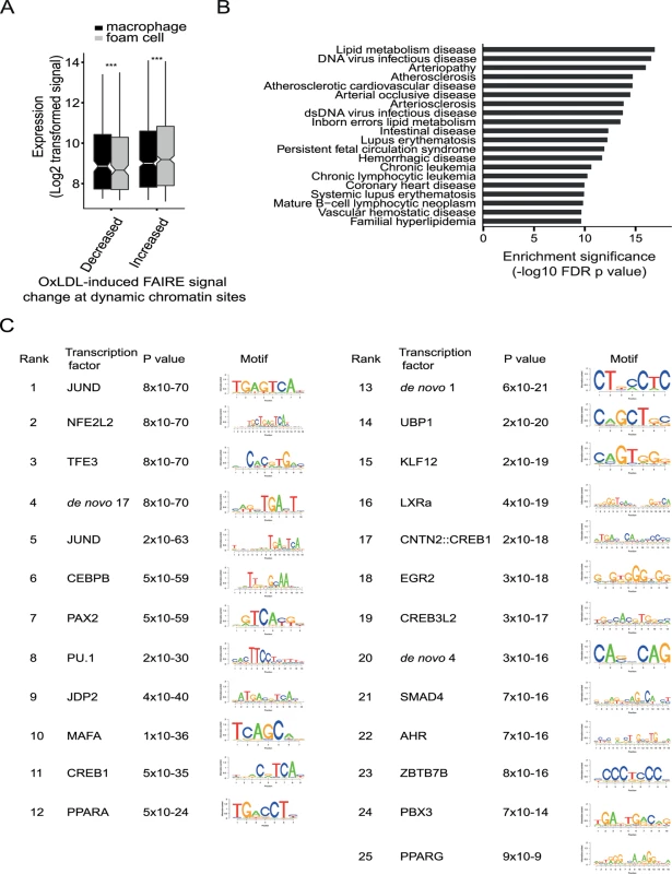 OxLDL induces changes in both open chromatin and enhancer status at a subset of sites with important regulatory function.