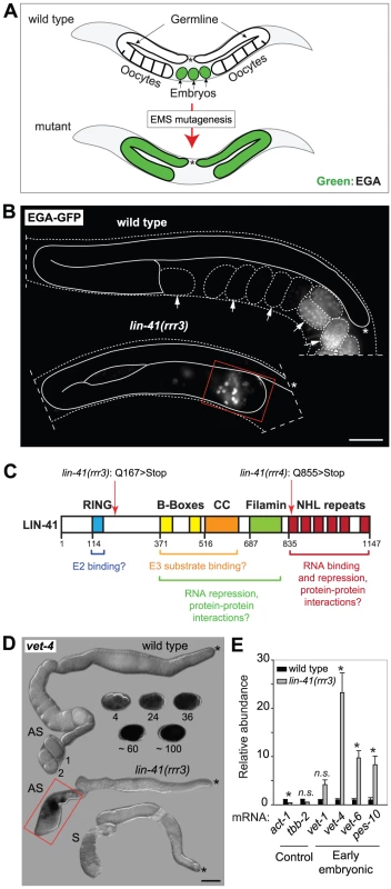 LIN-41 prevents activation of embryonic transcription in the germline.