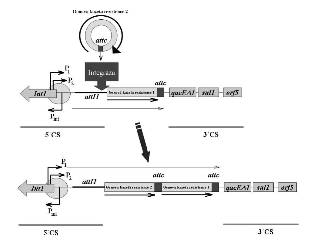 Schéma integronu a integrace genových kazet u integronu třídy 1. Int1 – gen pro integrázu, P<sub>int</sub> – promotor genu pro
integrázu, P<sub>1</sub> , P<sub>2</sub> – promotory genových kazet integrovaných v integronu, attI1 – vazebné místo integrázy na integronu, attc –
vazebné místo integrázy na genové kazetě, 5’CS – 5’ konzervativní sekvence, 3’CS – 3’ konzervativní sekvence. Volně podle [5].
<b>Fig. 8.</b> Schematic representation of the integron and gene cassette integration in the class 1 integron. Int1 – integrase gene, P<sub>int</sub>
– integrase gene promoter, P<sub>1</sub> , P<sub>2</sub> – promoters of the gene cassettes integrated into the integron, attI1 – integrase binding site
in the integron, attc – integrase binding site in the gene cassette, 5’CS – 5’ conserved sequence, 3’CS – 3’ conserved sequence.
Based on [5].