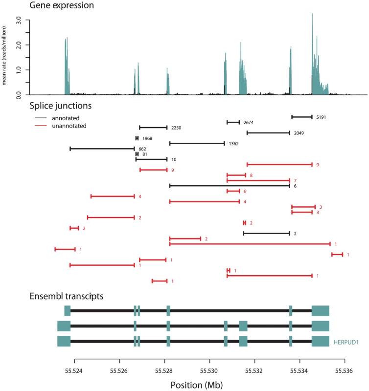 An example of splice junctions identified in a gene.