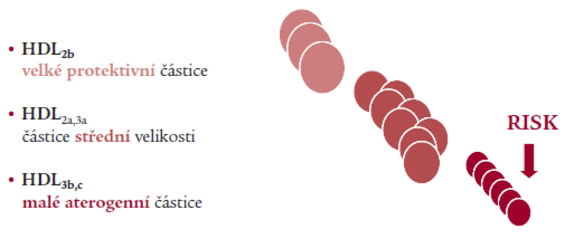 Vztah velikosti lipoproteinových částic k riziku – HDL (GGE).