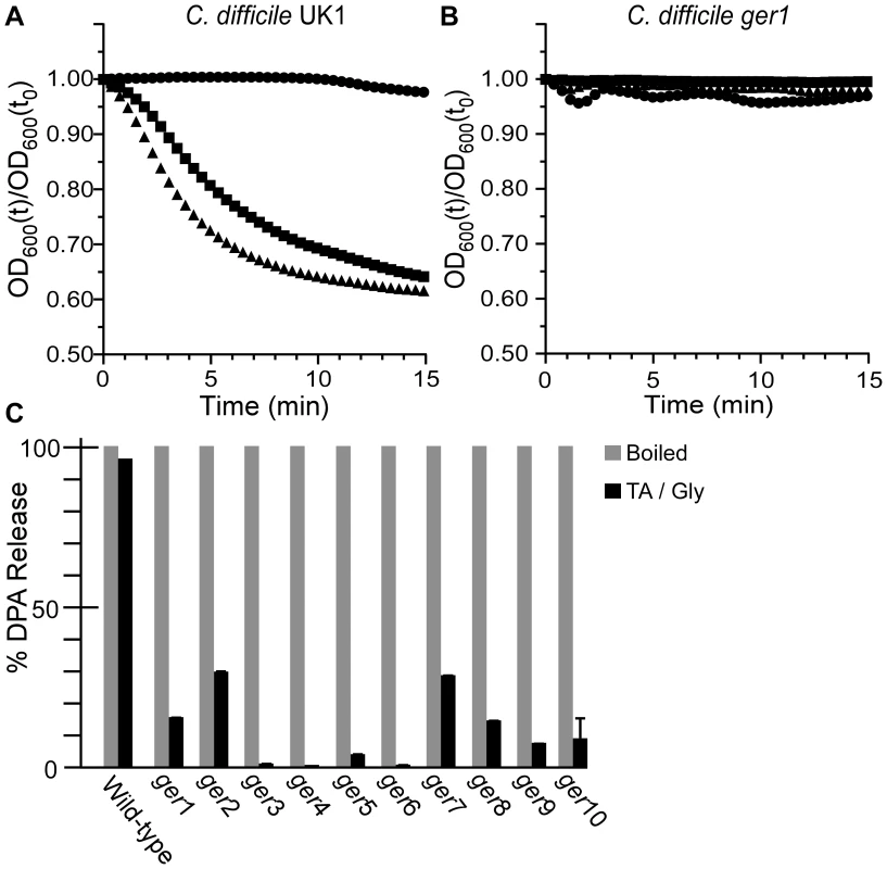 <i>C.</i> <i>difficile ger</i> isolates fail to initiate germination.