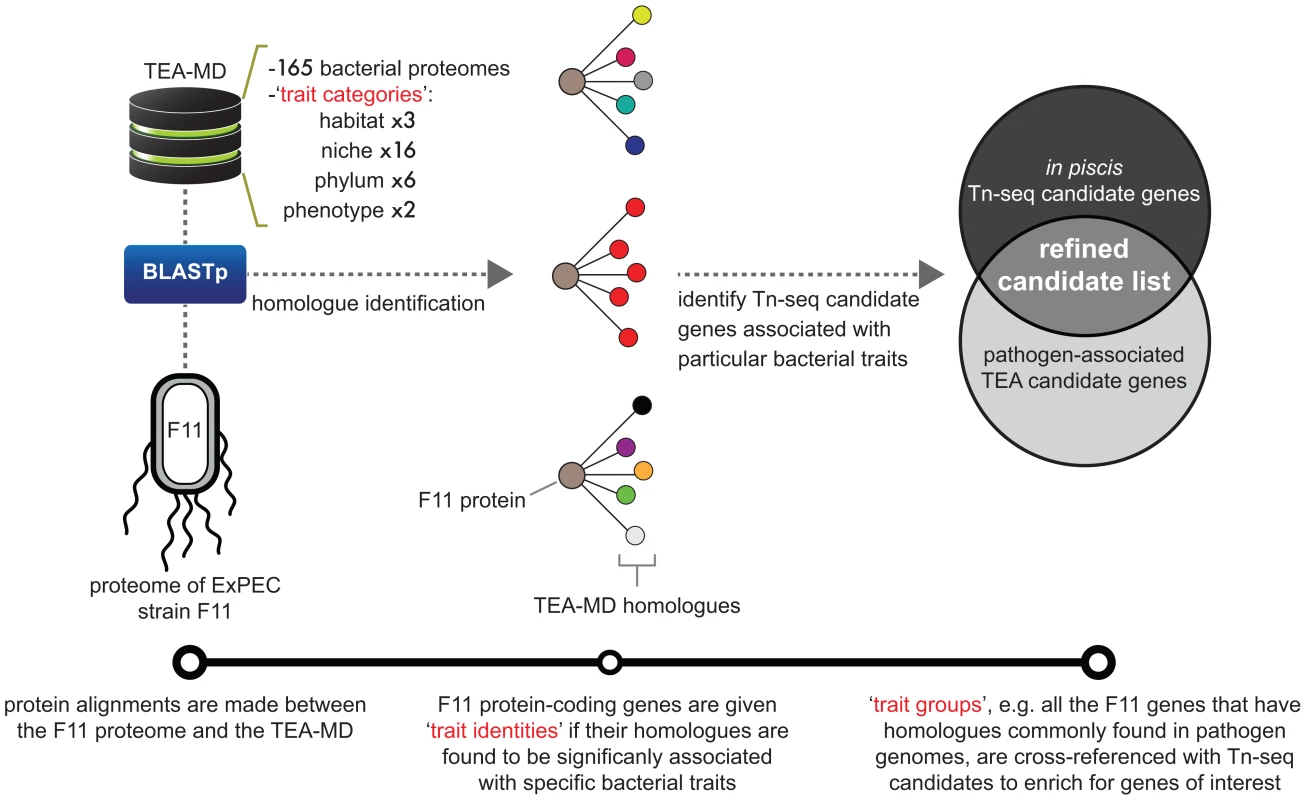 Diagrammatic workflow of ‘Trait Enrichment Analysis’ (TEA).