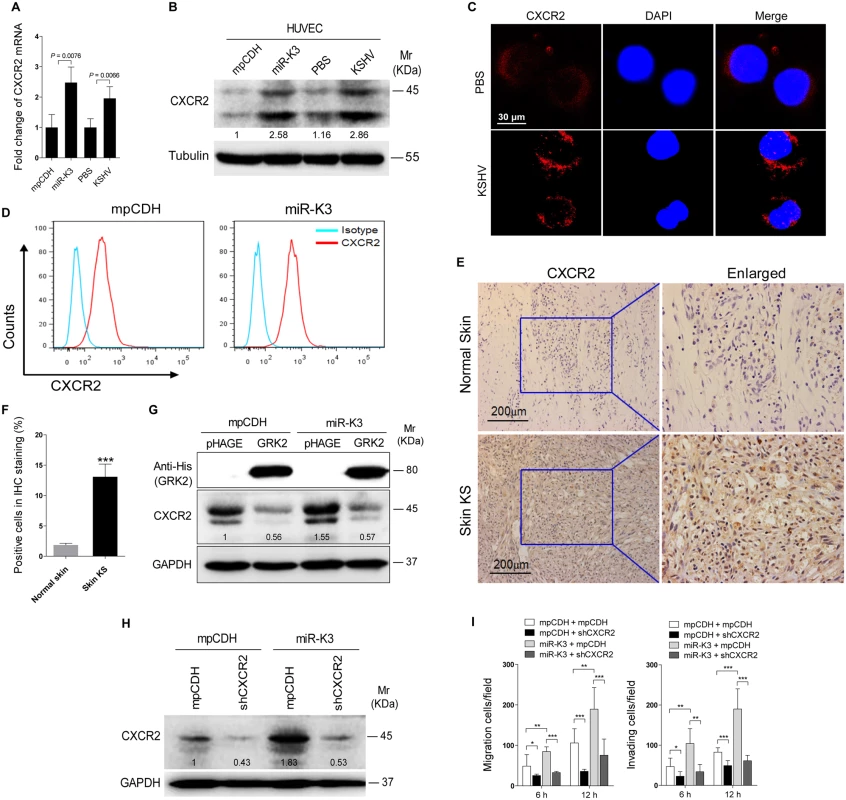Activation of CXCR2, which was negatively regulated by GRK2, contributes to miR-K3-induced endothelial cell migration and invasion.