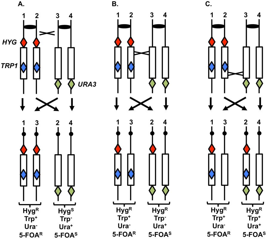 System to monitor crossovers on chromosome XII.