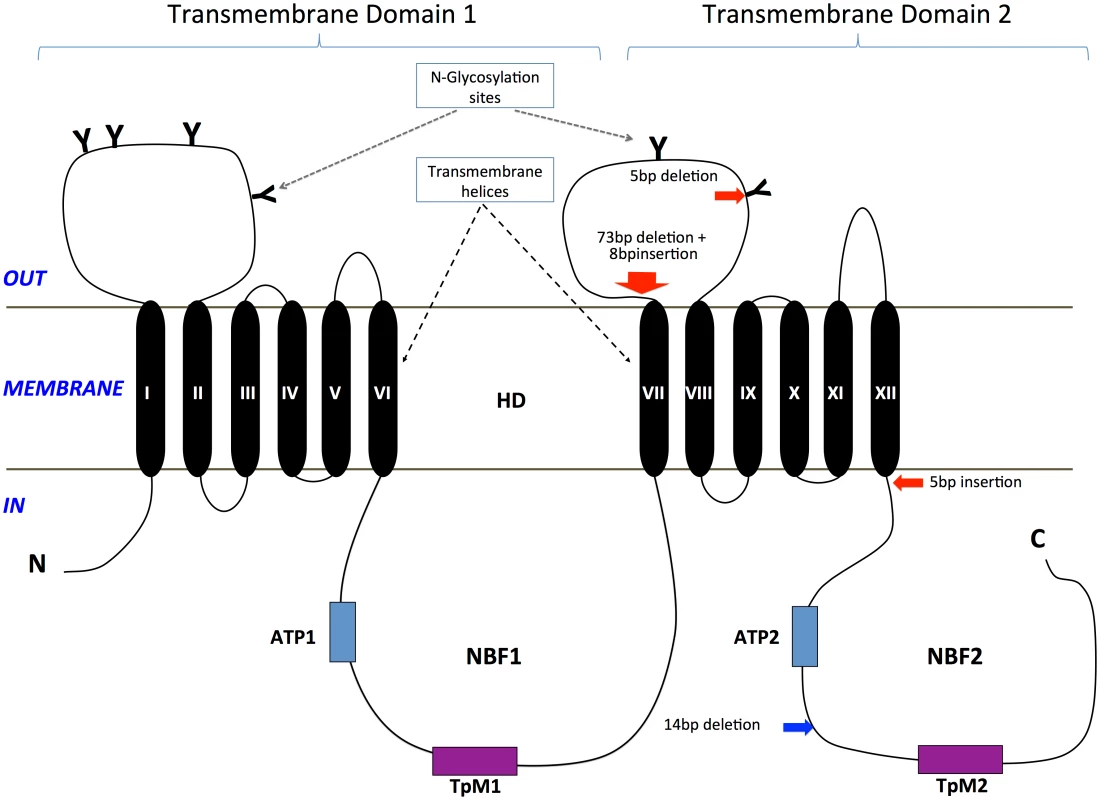 Diagram of the ABCA2 protein structure and location of mutations in <i>H</i>. <i>armigera</i> and <i>H</i>. <i>punctigera</i>.