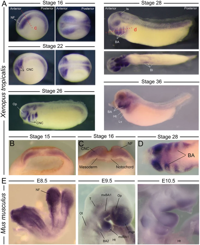 Expression of <i>nol11</i> during vertebrate development.