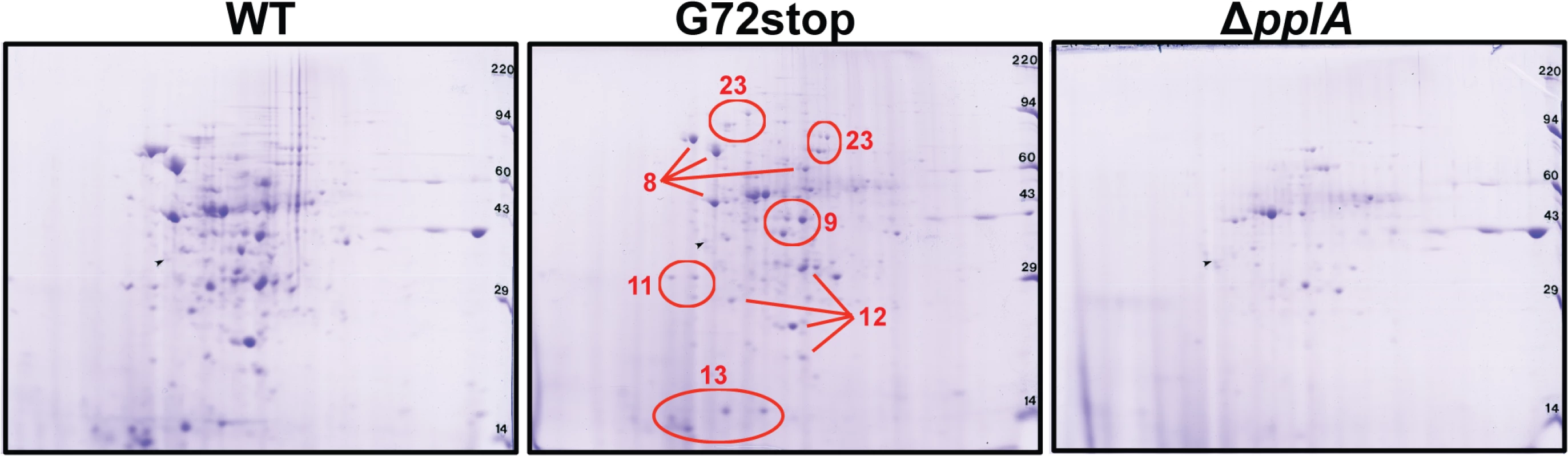 Loss of pPplA affects bacterial protein secretion.