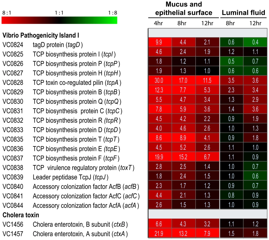 Compartment-specific expression profiling of the <i>V. cholerae</i> O1 <i>tcp</i> and <i>ctx</i> operons in ligated rabbit ileal loops.