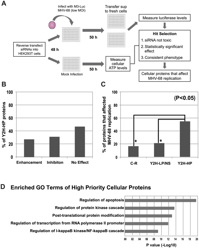 Functional validation of cellular proteins from the MHV-68-cellular protein interaction network.